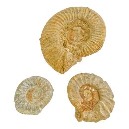 960  -  TRES FOSILES AMMONITES