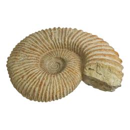 903  -  AMMONITES PROCEDENTE DE MARRUECOS