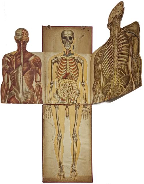 CARPETA DE LÁMINAS DE ANATOMIA AÑOS 20