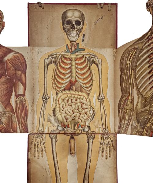 CARPETA DE LÁMINAS DE ANATOMIA AÑOS 20