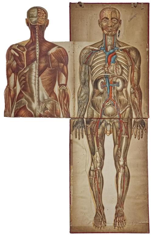 CARPETA DE LÁMINAS DE ANATOMIA AÑOS 20