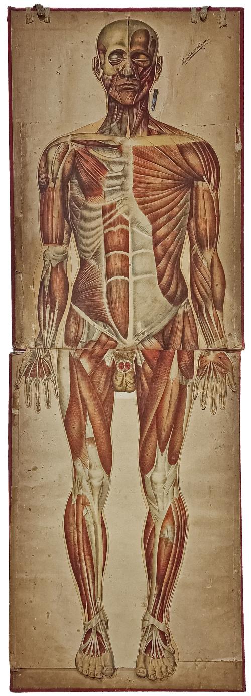 CARPETA DE LÁMINAS DE ANATOMIA AÑOS 20