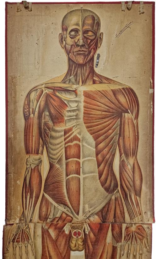 CARPETA DE LÁMINAS DE ANATOMIA AÑOS 20